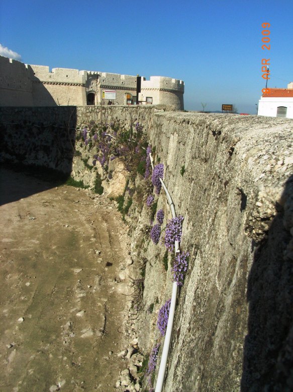 sulle mura - Aubrieta columnae